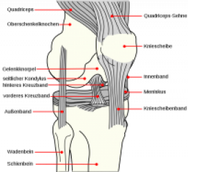 Kniegelenk